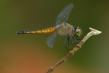 blue dahes dragonfly on a green leaf. 
Brachydiplax calybea