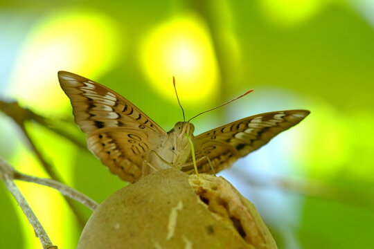 Butterfly eat 
Euthalia aconthea