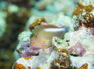 沖縄　久米島　サンゴ礁　旅行　海　魚　メガネゴンベ　ダイビング