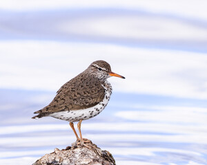 A spotted sandpiper stands for a moment in a Wyoming wetland.