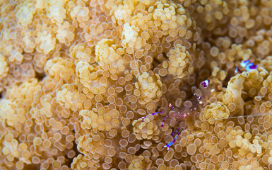 アカホシカクレエビ　久米島　海　イソギンチャク