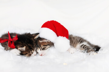 Two Christmas kittens in red Santa hat and bow sleep with eyes closed