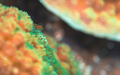 美しい魚　久米島　沖縄　サンゴ　ハゼ