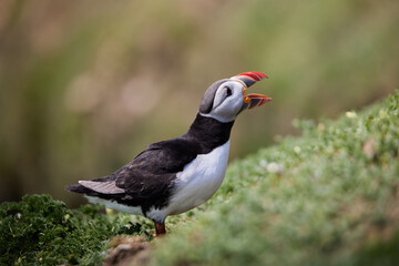 puffin standing on a rock cliff . fratercula arctica