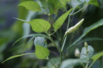 Fresh green chilies without adult dosage and ready to be harvested.