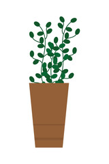 plant in pot