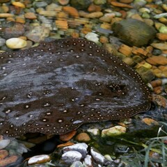 stingray