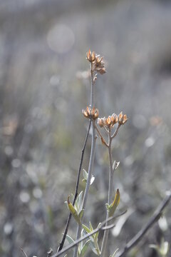 Flor de estepa