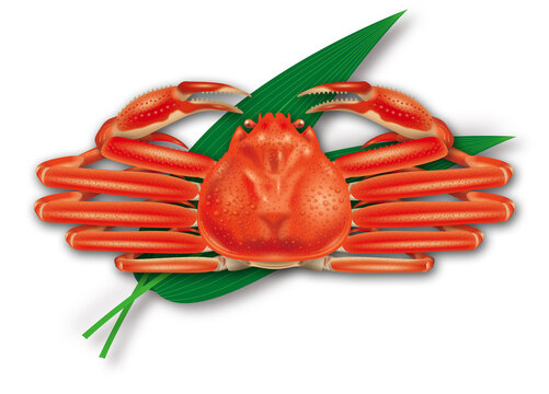 1 226 件の最適な 紅ズワイガニ 画像 ストック写真 ベクター Adobe Stock