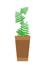 tropical plant in a pot