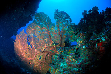 イソバナ 赤 久米島 イマズニ 沖縄 旅行 観光 海 魚 ダイビング 珊瑚 Wall Mural Daymaker