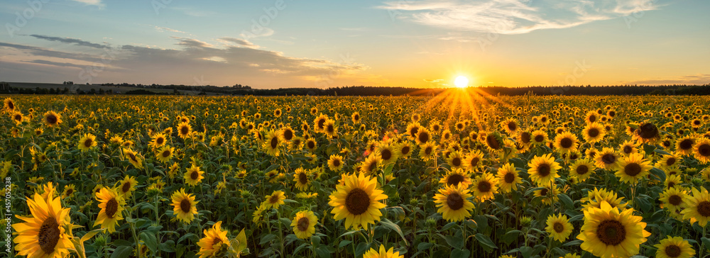 Sticker beautiful sunset over sunflower field