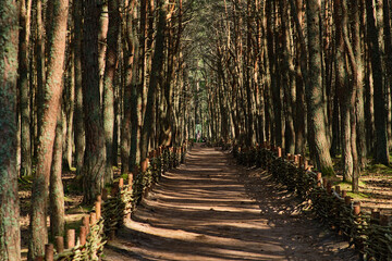 Dancing forest on the Curonian Spit of the Kaliningrad region.