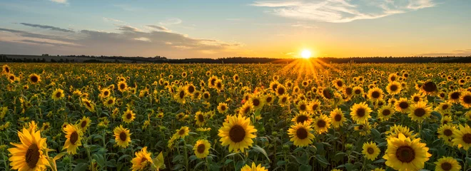Foto auf Glas Schöner Sonnenuntergang über Sonnenblumenfeld © Piotr Krzeslak
