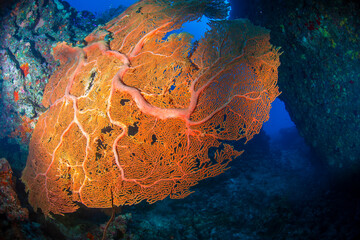 イソバナ　久米島　イマズニ　 沖縄　旅行  観光　海　魚　ダイビング　珊瑚