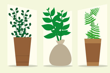 indoor plants in pot set