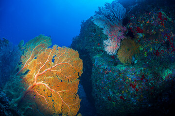 イソバナ 赤 久米島 イマズニ 沖縄 旅行 観光 海 魚 ダイビング 珊瑚 Wall Mural Daymaker
