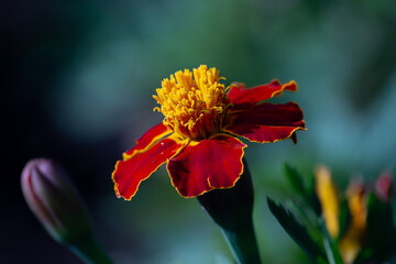 red and yellow flower