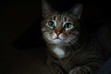 Fototapeta na wymiar black and white cat with blue eyes