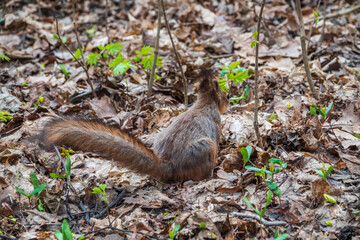 A rear view of a squirrel in grey winter coat against the fallen leaves background. The magnificent tail of a squirrel.