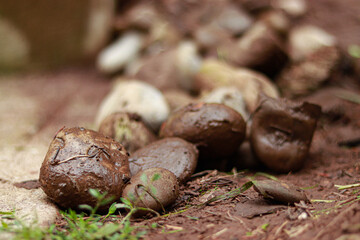 Rocks