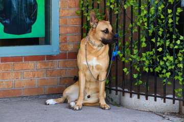 dog on the street