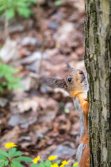 Portrait of a squirrel on a tree trunk