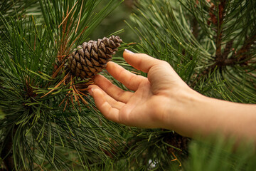 person holding a pine cone