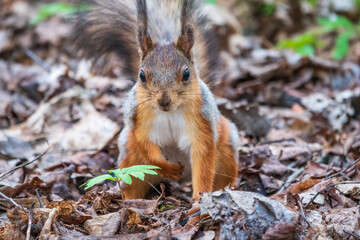 Naklejka na ściany i meble Squirrel in spring sits on fallen yellow leaves with green grass