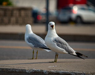seagull on the street