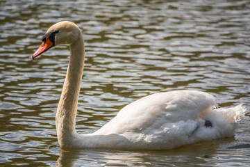 A graceful white swan swimming on a lake with dark green water. The white swan is reflected in the water