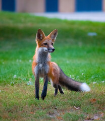red fox in the grass