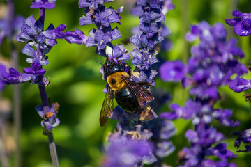 bumble bee on lavender