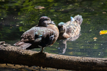 ducks on a log 