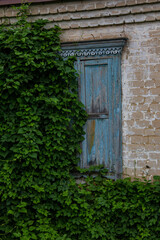 Fototapeta na wymiar An old wooden window of a rural house is half hidden by green ivy.