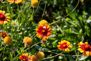 Red and yellow blooming flowers on a background of green stems and grass.