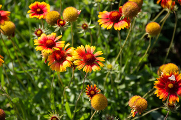 Red and yellow blooming flowers on a background of green stems and grass.