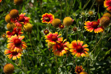 Red and yellow blooming flowers on a background of green stems and grass.