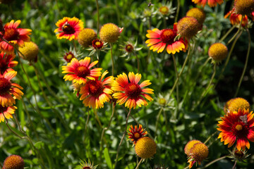 Red and yellow blooming flowers on a background of green stems and grass.
