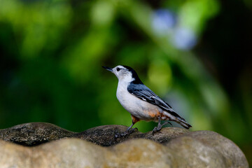 Obraz premium Close Up Of Nuthatch On Birdbath-2515