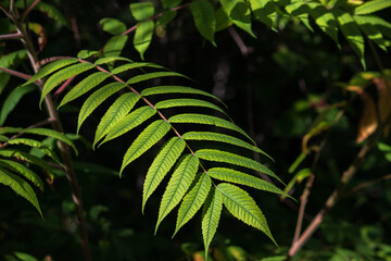 green fern leaves