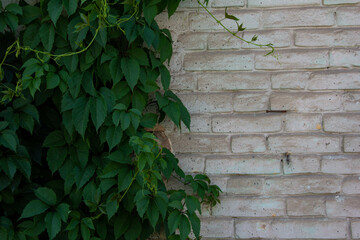 Climbing ivy twining around a white brick wall.