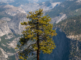 Ponderosa pine, Yosemite National Park