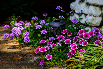 Group Of Colorful Flowers-3037