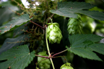 Hop shoots taken in close-up