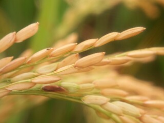 Close up of yellow paddy rice seed with bokeh nature background