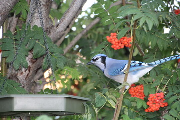 Jay Near The Feeder, Edmonton, Alberta