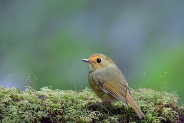 beautiful nature in green and fresh environment, rufous-browed flycatcher lovely tiny brown bird perching on thick mossy
