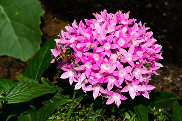 Obraz premium Bee on Pink Bouquet