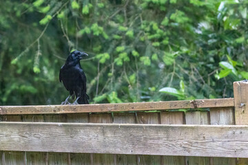 shiny black crow standing on fence alert